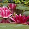 Une piscine écologique dans votre jardin