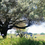 Les points essentiels à savoir sur la taille des oliviers
